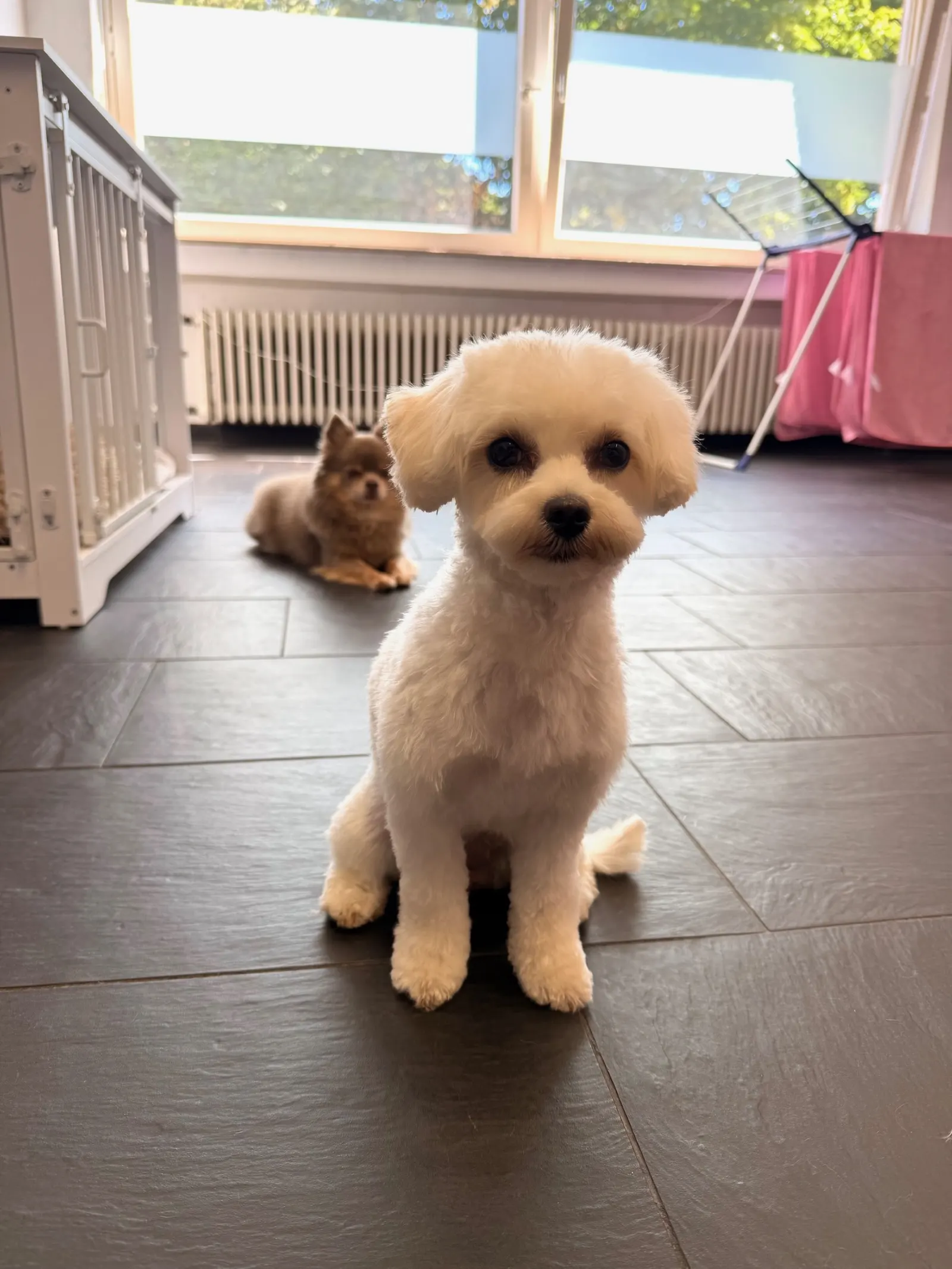 Frisch gebadeter und geföhnter Bichon im Salon