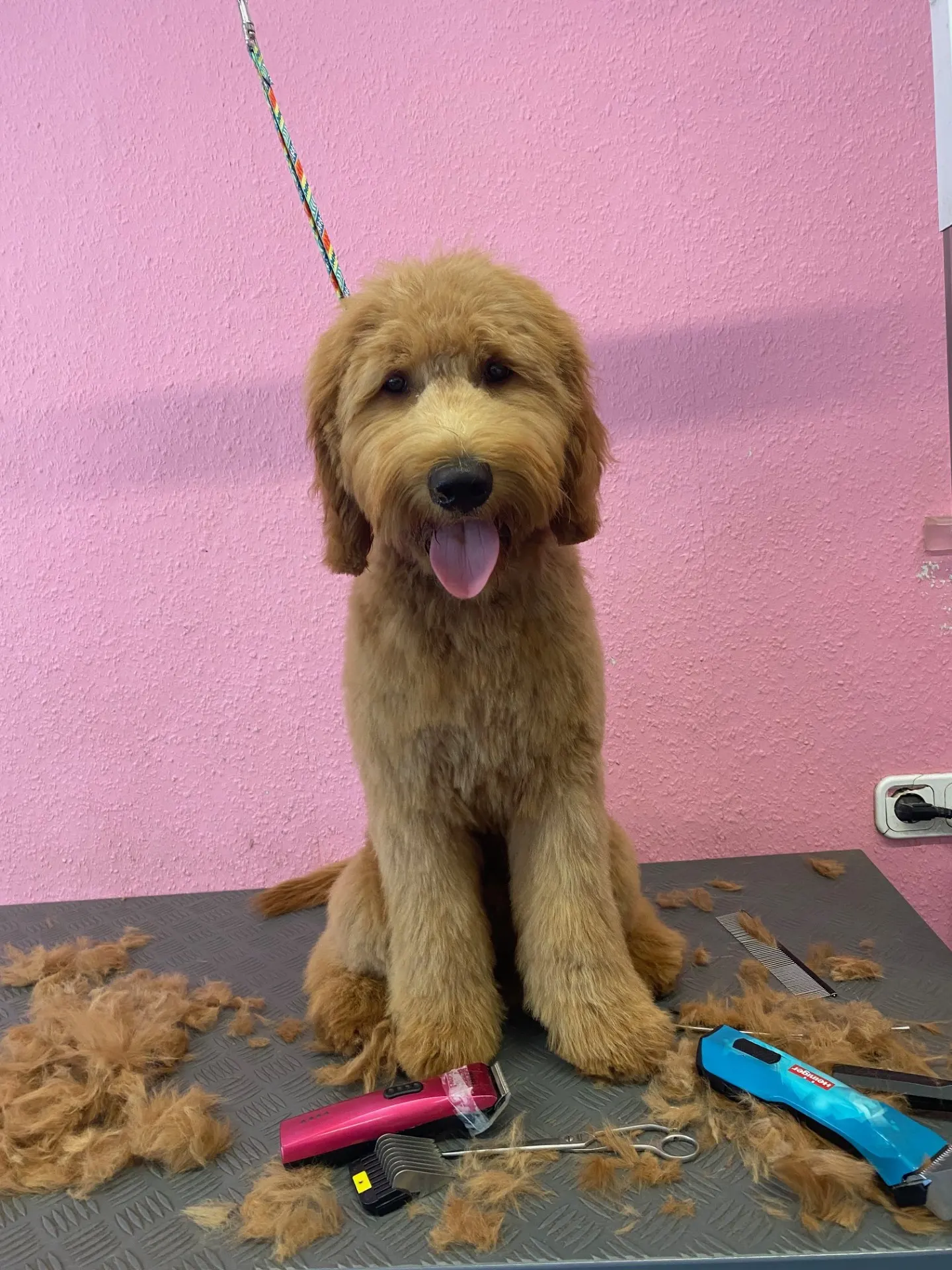Junger Goldendoodle auf dem Schertisch, daneben Schermaschinen und ausgekämmtes Fell