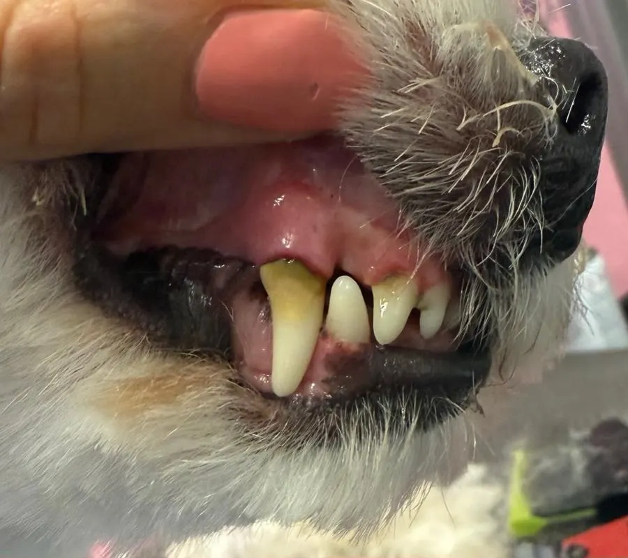 Eckzahn eines hellen Hundes mit gelblichen Belägen, vor der Zahnreinigung