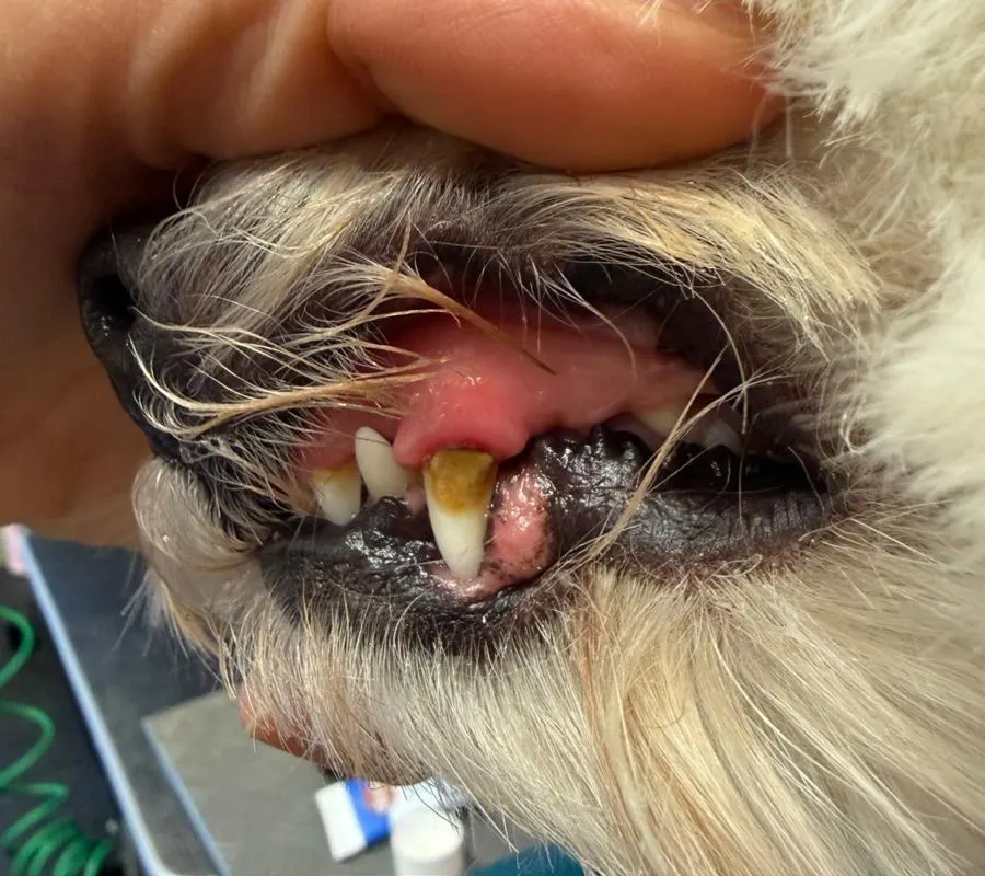Eckzahn eines zweiten Hundes mit bräunlichen Belägen, vor der Zahnreinigung